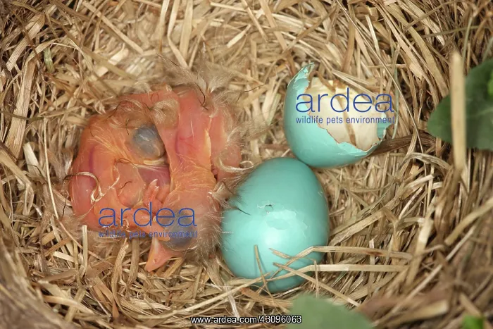 : Newborn Robin Nestlings : Newborn Robin Nestlings