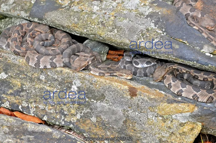 : Newborn Timber Rattlesnakes : Newborn Timber Rattlesnakes