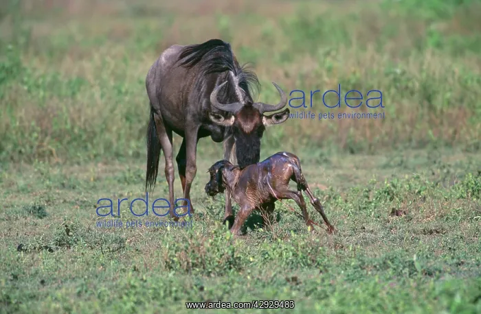  : Newborn Widebeest - young struggling to feet with