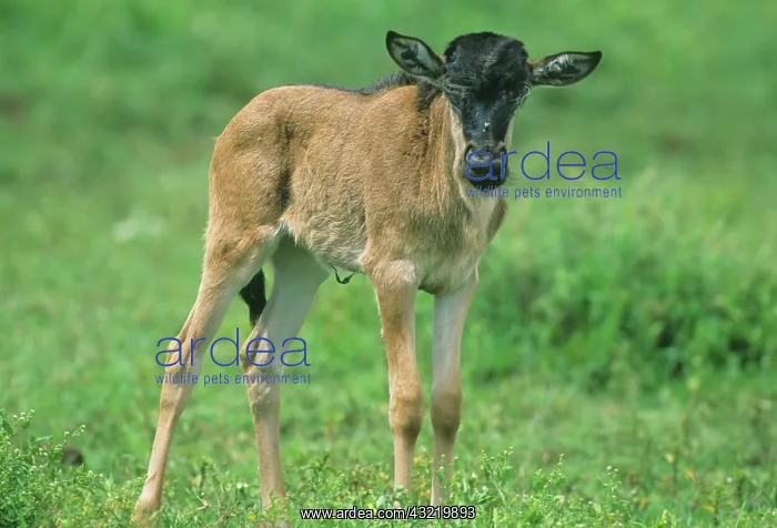 : Newborn Wildebeest, (Connochaetes taurinus)