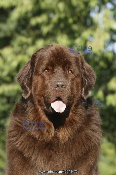 : Newfoundland bitch, brown, 5 years, animal portrait : Newfoundland bitch, brown, 5 years, animal portrait