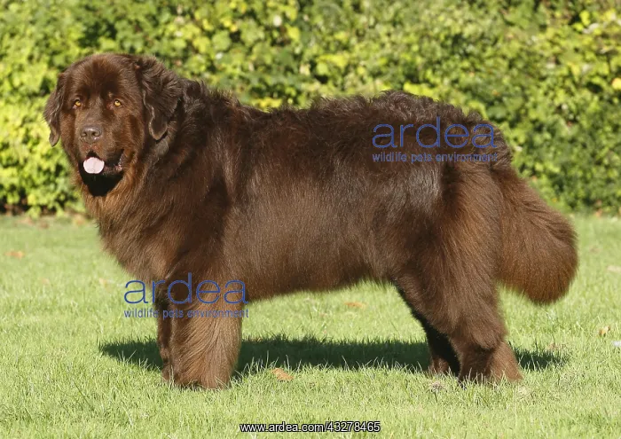 : Newfoundland bitch, brown, 5 years, standing on : Newfoundland bitch, brown, 5 years, standing on
