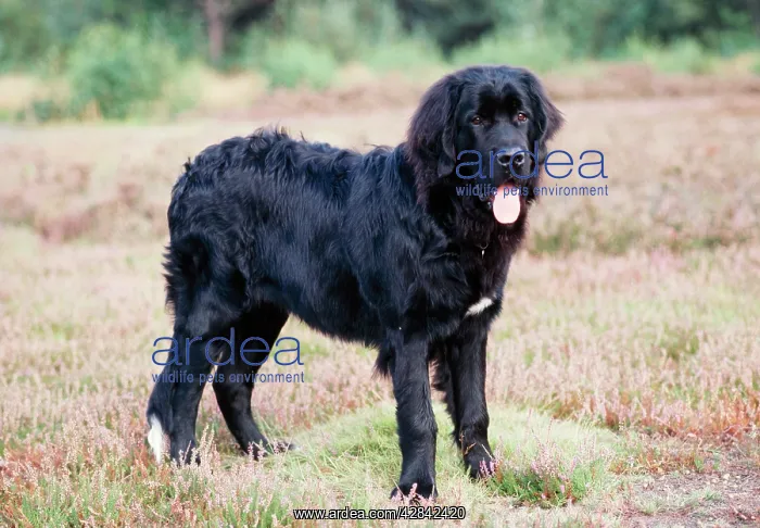 : NEWFOUNDLAND DOG : NEWFOUNDLAND DOG