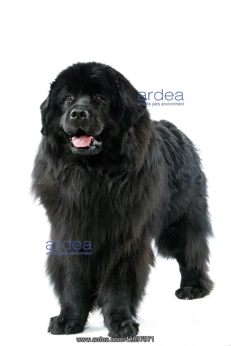 : Newfoundland Dog : Newfoundland Dog