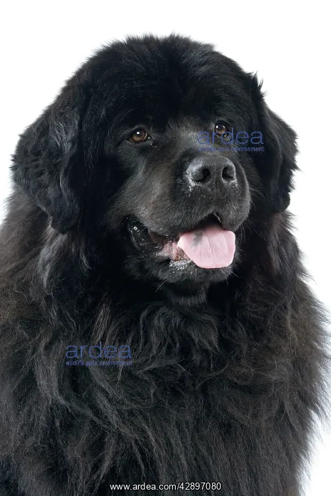 : Newfoundland Dog : Newfoundland Dog