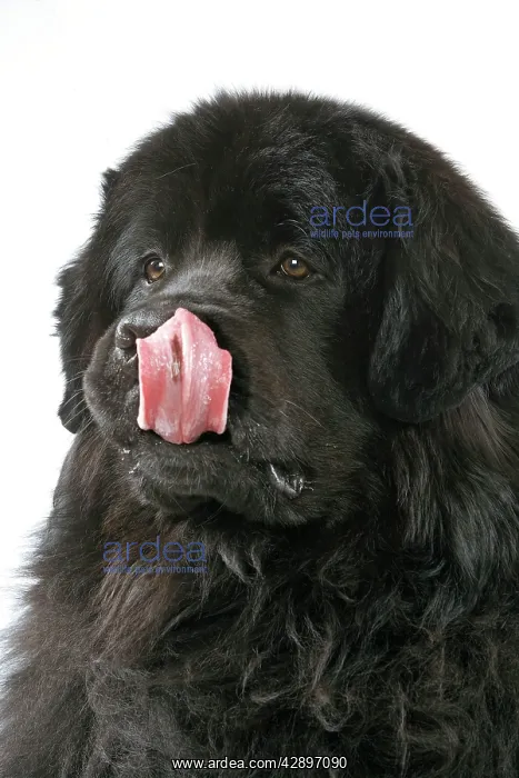 : Newfoundland Dog : Newfoundland Dog