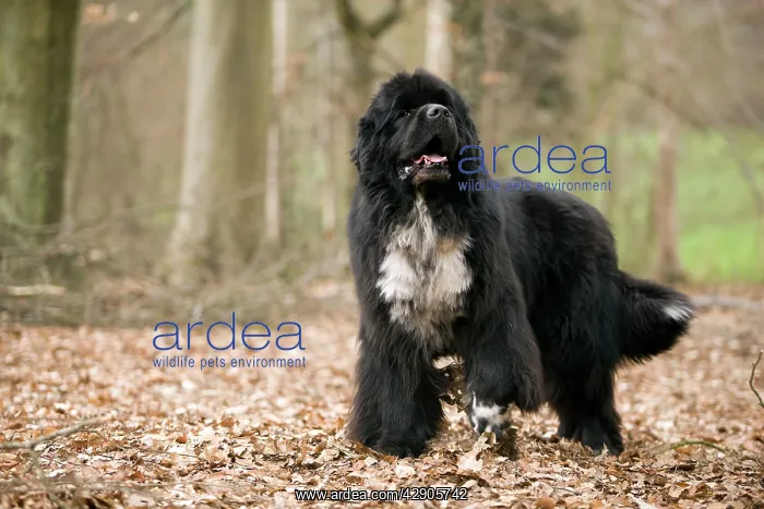  : Newfoundland Dog