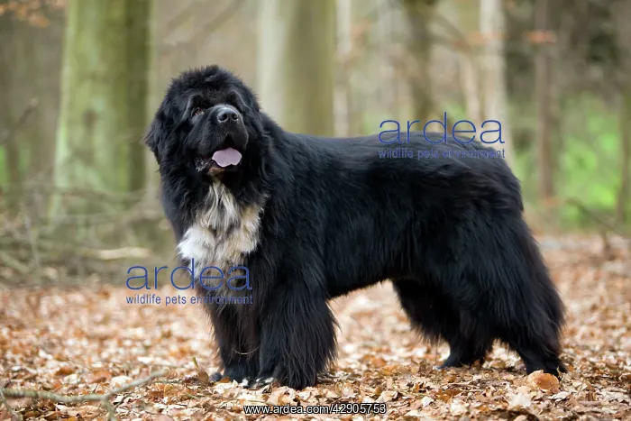  : Newfoundland Dog