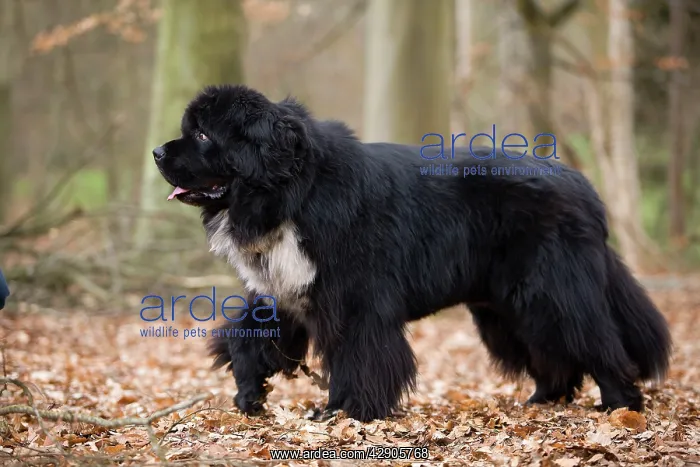  : Newfoundland Dog