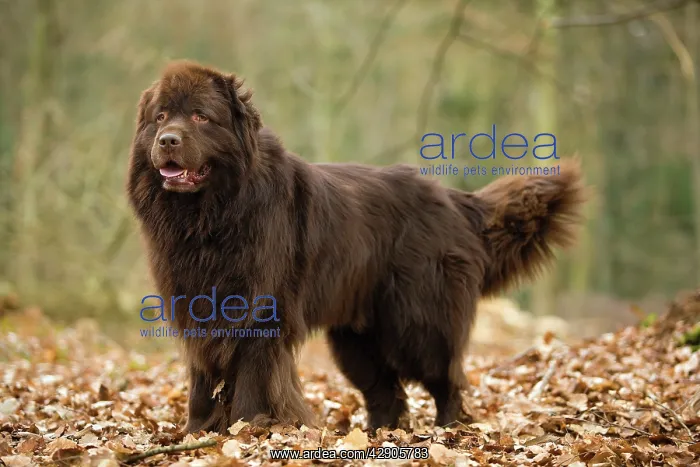  : Newfoundland Dog