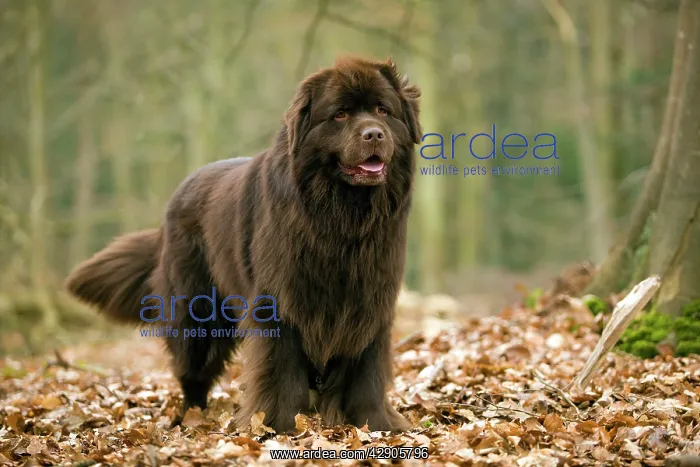  : Newfoundland Dog