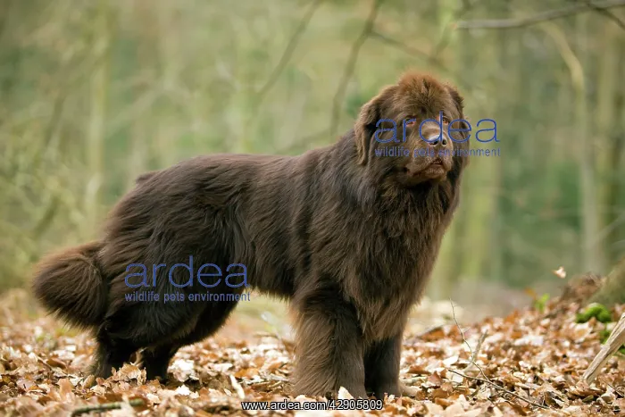  : Newfoundland Dog