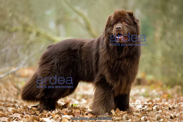  : Newfoundland Dog