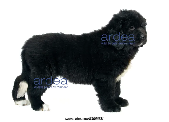  : Newfoundland Dog