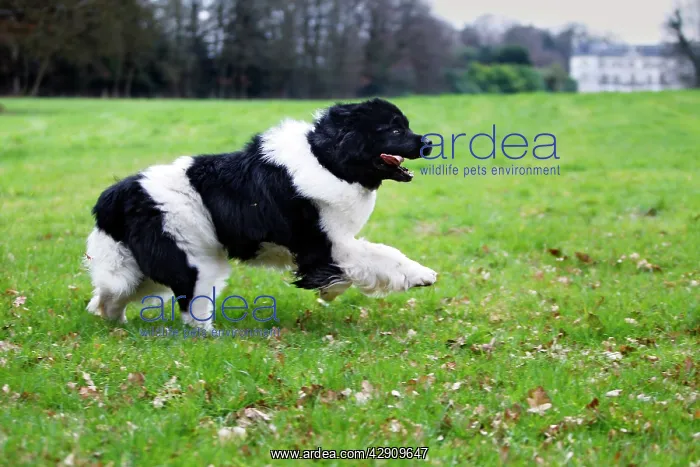  : Newfoundland Dog
