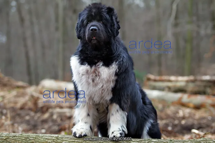  : Newfoundland Dog