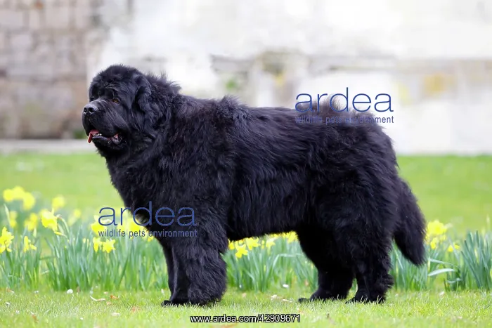  : Newfoundland Dog