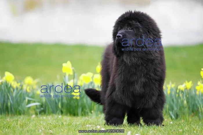  : Newfoundland Dog