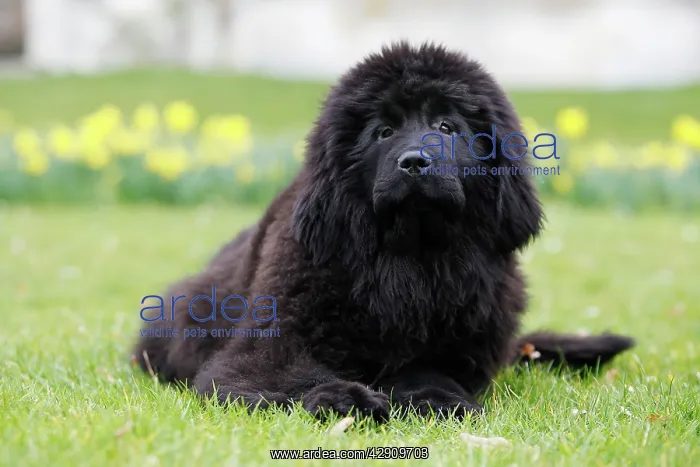  : Newfoundland Dog