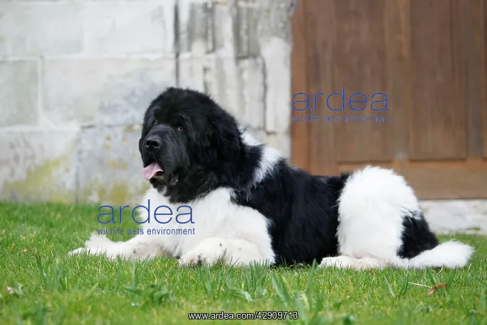  : Newfoundland Dog