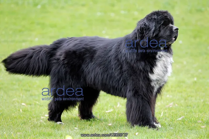  : Newfoundland Dog
