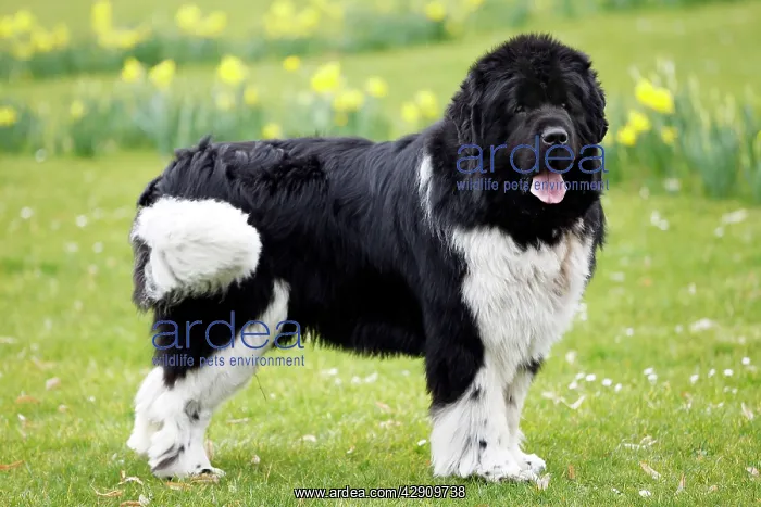  : Newfoundland Dog