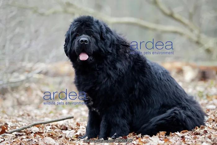  : Newfoundland Dog