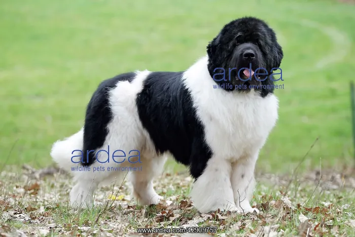  : Newfoundland Dog