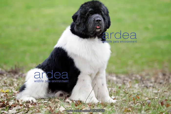  : Newfoundland Dog