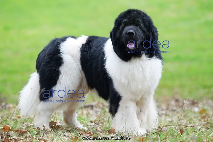 : Newfoundland Dog