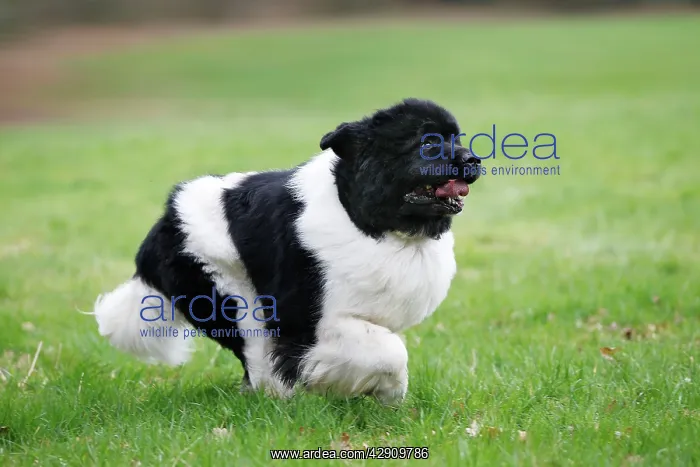  : Newfoundland Dog