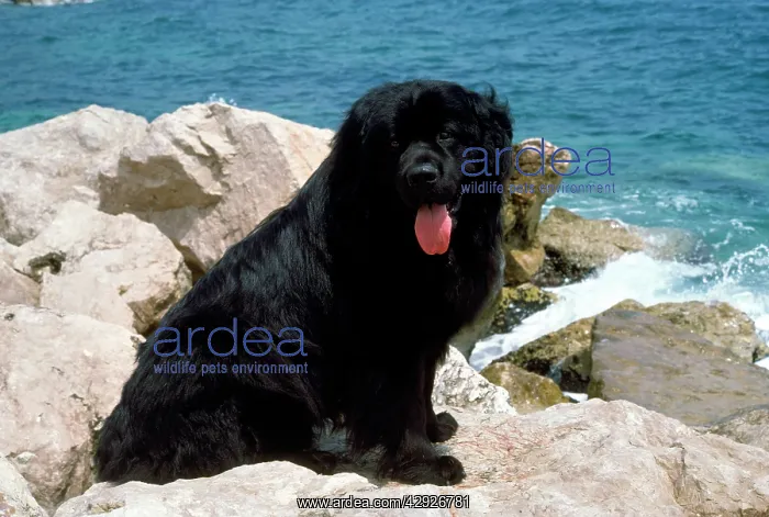  : NEWFOUNDLAND DOG