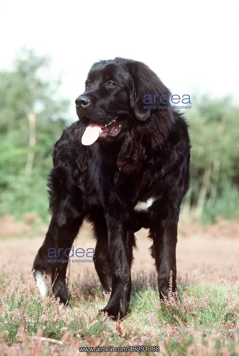 : NEWFOUNDLAND DOG : NEWFOUNDLAND DOG