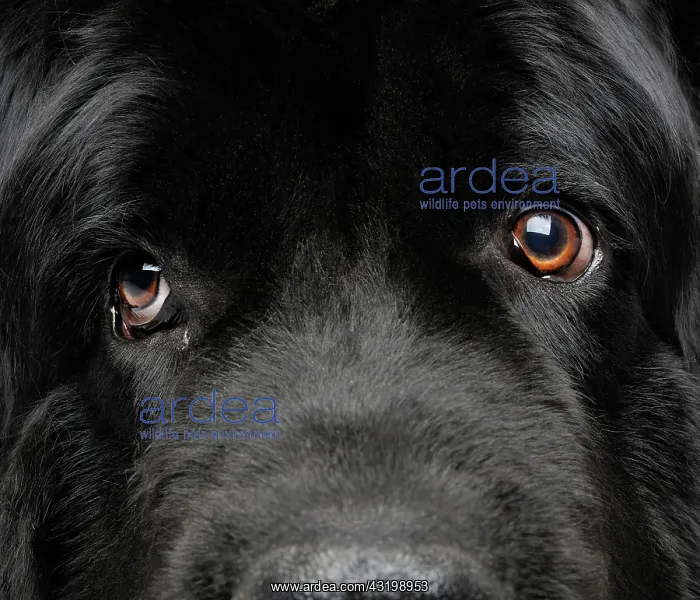  : Newfoundland dog, close up Newfoundland Dog, Close