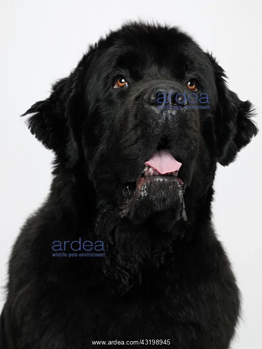 : Newfoundland dog, portrait Newfoundland Dog, Close : Newfoundland dog, portrait Newfoundland Dog, Close