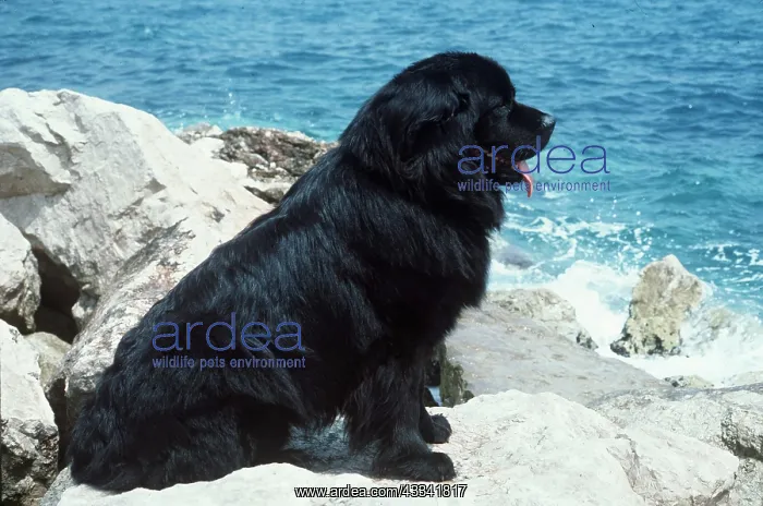 : NEWFOUNDLAND - dog on rock : NEWFOUNDLAND - dog on rock