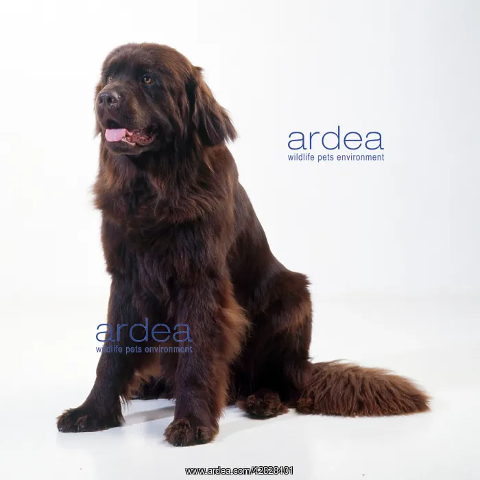 : NEWFOUNDLAND DOG - SITTING : NEWFOUNDLAND DOG - SITTING