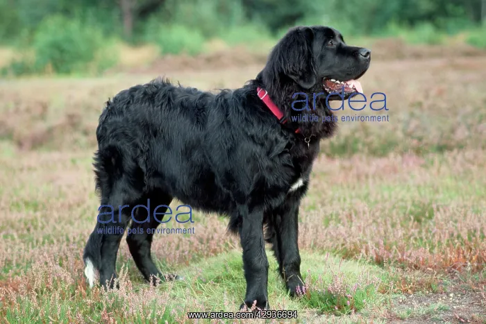 : NEWFOUNDLAND DOG - STANDING : NEWFOUNDLAND DOG - STANDING