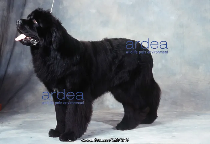 : NEWFOUNDLAND DOG - standing : NEWFOUNDLAND DOG - standing
