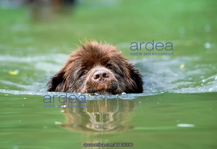  : Newfoundland Dog - swimming in river
