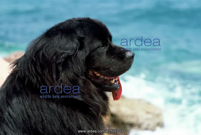  : Newfoundland Dog - Terre-Neuve - by sea