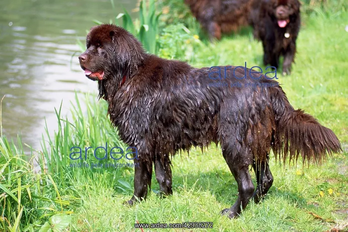 : Newfoundland Dog - wet, by river : Newfoundland Dog - wet, by river