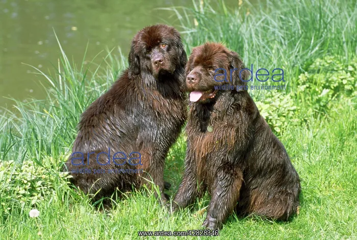 : Newfoundland Dogs : Newfoundland Dogs