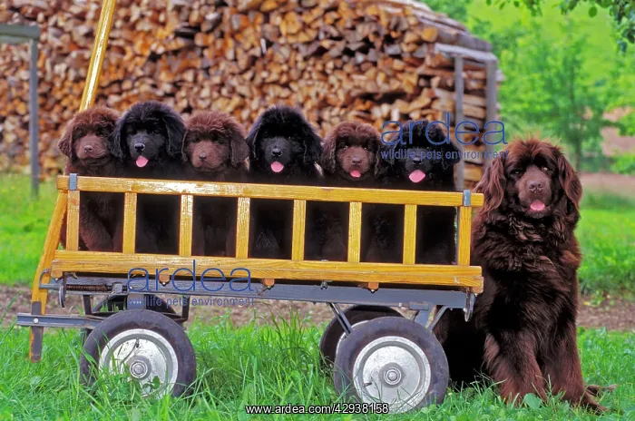: Newfoundland female dog sitting, with six black : Newfoundland female dog sitting, with six black