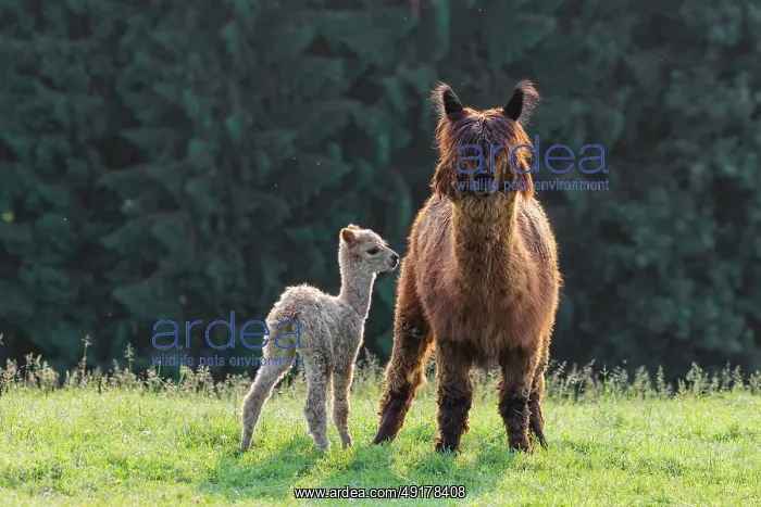 : A newly born white alpaca (Vicugna pacos) stands next to its brown mother on a green meadow in hilly terrain : A newly born white alpaca (Vicugna pacos) stands next to its brown mother on a green meadow in hilly terrain