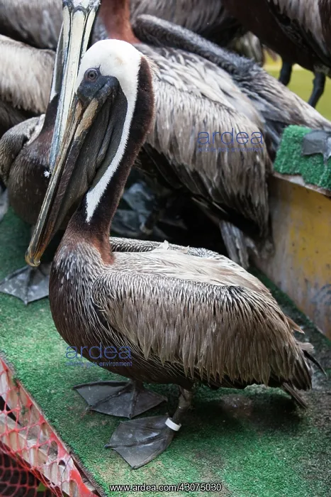 : Newly Cleaned Brown Pelican : Newly Cleaned Brown Pelican