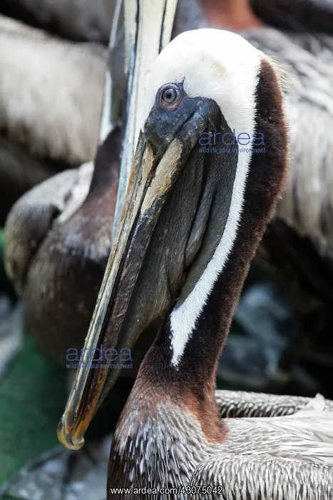 : Newly Cleaned Brown Pelican : Newly Cleaned Brown Pelican
