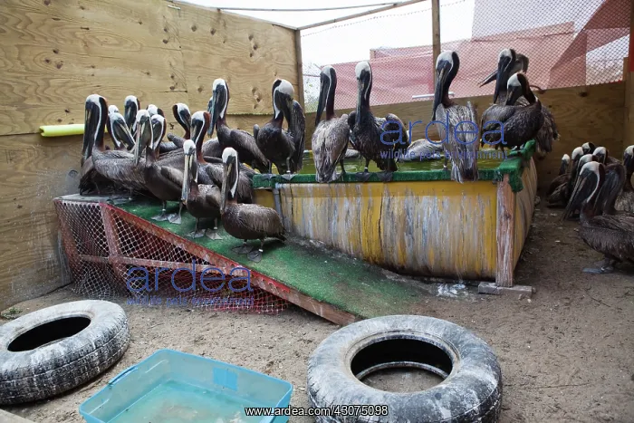 : Newly Cleaned Brown Pelicans : Newly Cleaned Brown Pelicans