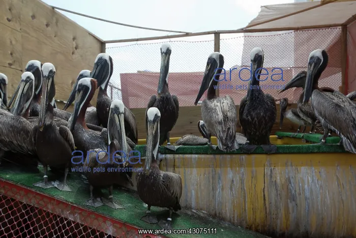 : Newly Cleaned Brown Pelicans : Newly Cleaned Brown Pelicans