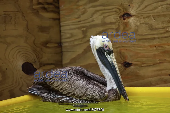 : Newly Cleaned Pelican after Rescue : Newly Cleaned Pelican after Rescue